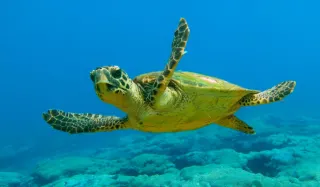 Dalyan and Turtle Beach - 1